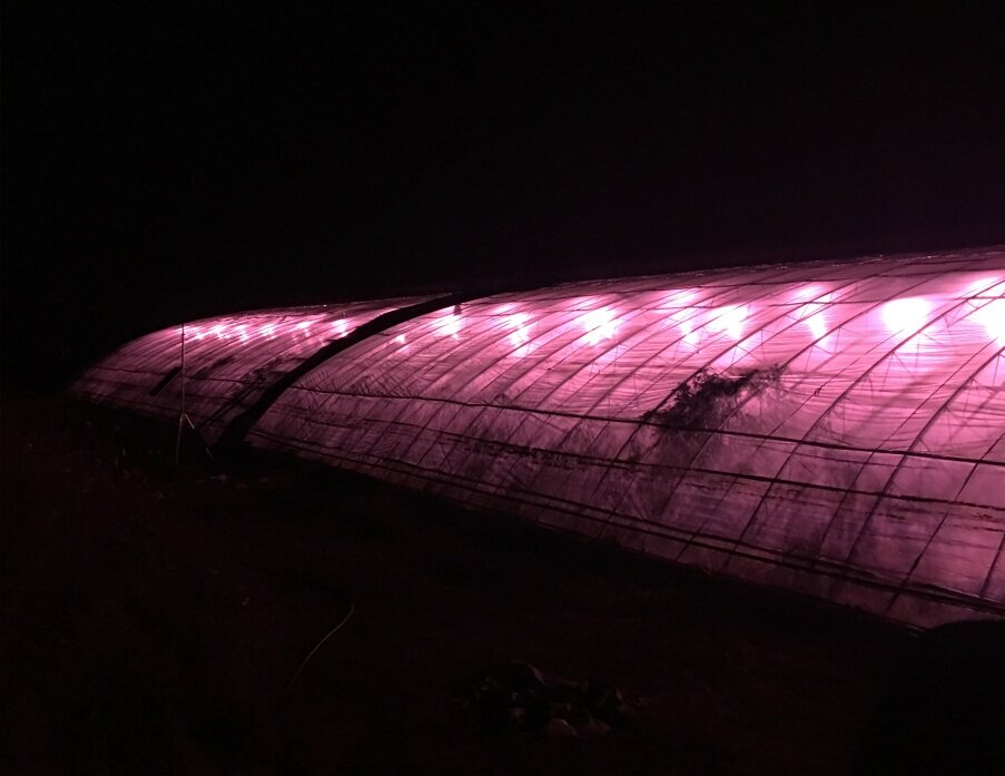 植物生理生態監測系統及自動氣象站助力棗樹培育