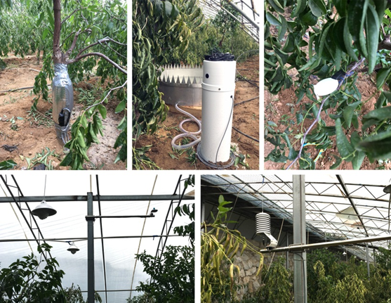 植物生理生態監測系統及自動氣象站助力棗樹培育
