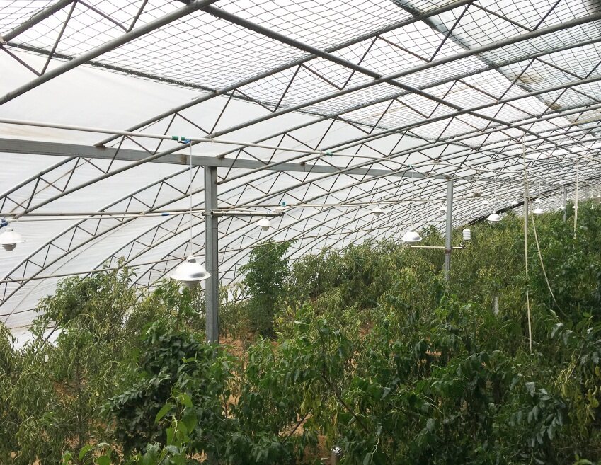 植物生理生態監測系統及自動氣象站助力棗樹培育