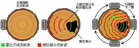 TRU樹木雷達檢測系統
