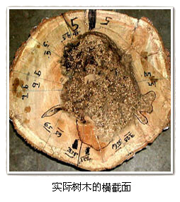 TRU樹木雷達檢測系統